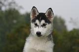 SIBERIAN HUSKY 1036